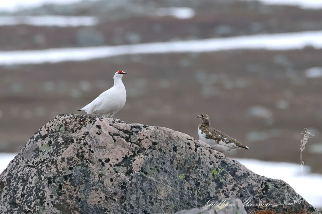 Lagopus muta - Lagopède alpin [Phasianidae]