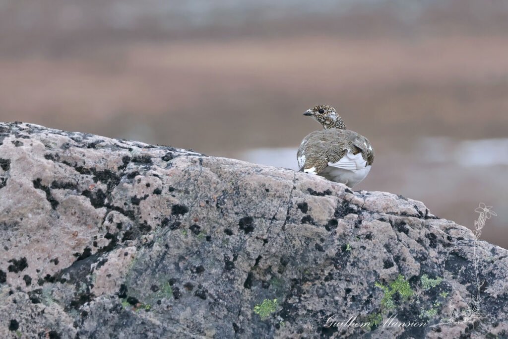 Lagopus muta - Lagopède alpin [Phasianidae]