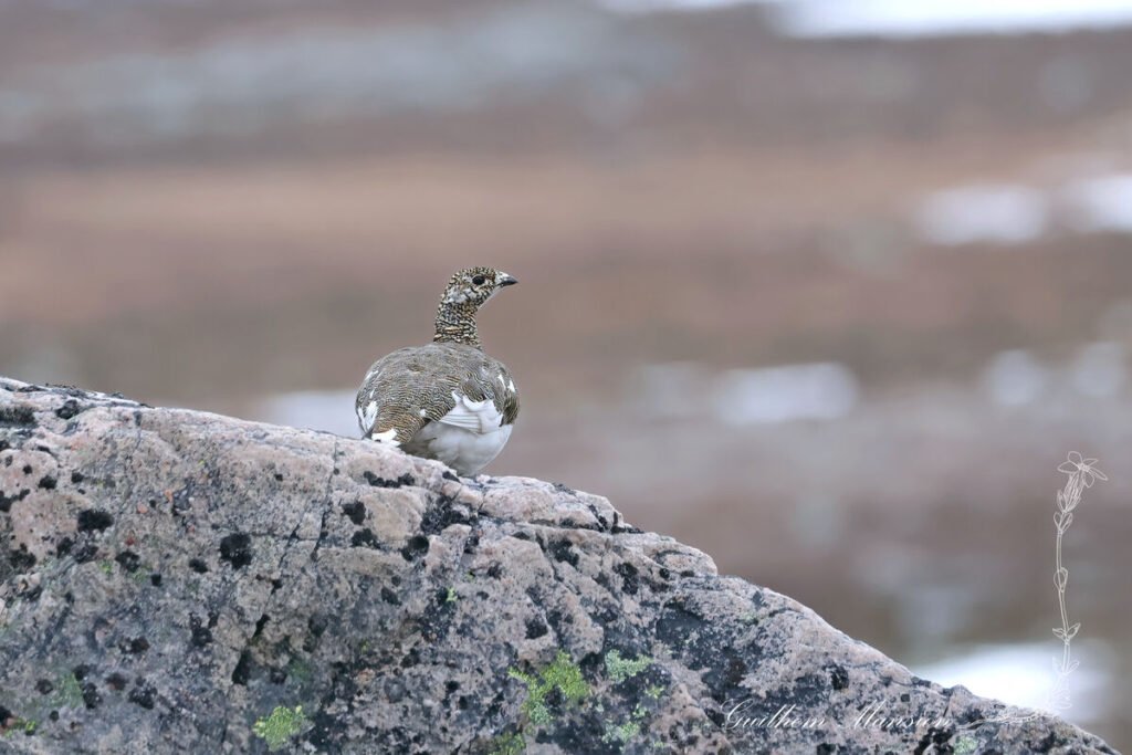 Lagopus muta - Lagopède alpin [Phasianidae]