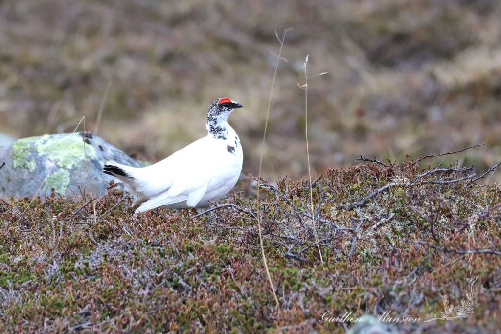 Lagopus muta - Lagopède alpin [Phasianidae]