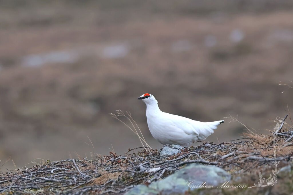 Lagopus muta - Lagopède alpin [Phasianidae]