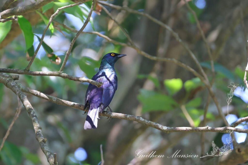 Lamprotornis nitens - Choucador à épaulettes rouges [Sturnidae]