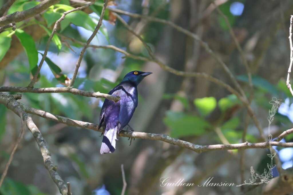 Lamprotornis nitens - Choucador à épaulettes rouges [Sturnidae]