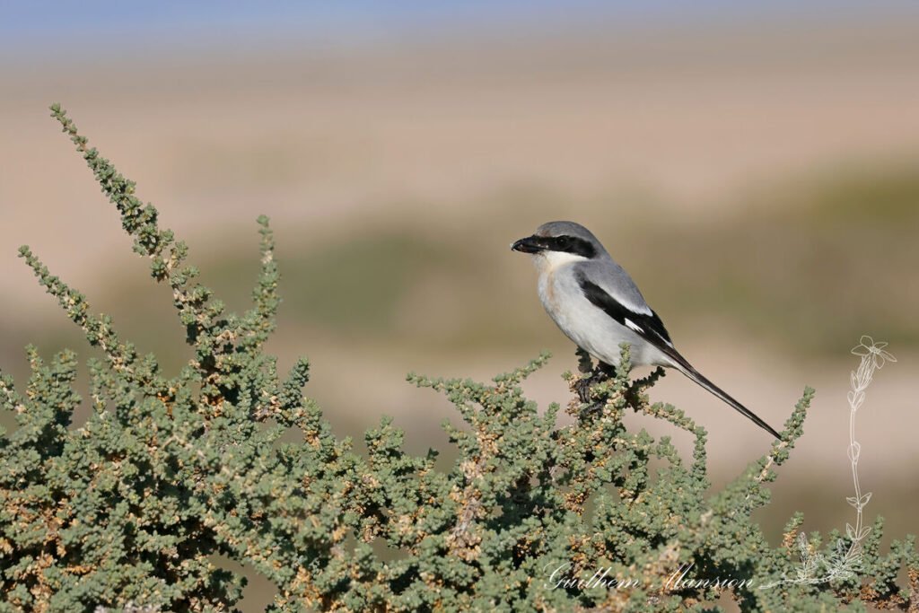 Lanius meridionalis - Pie-grièche méridionale [Laniidae]
