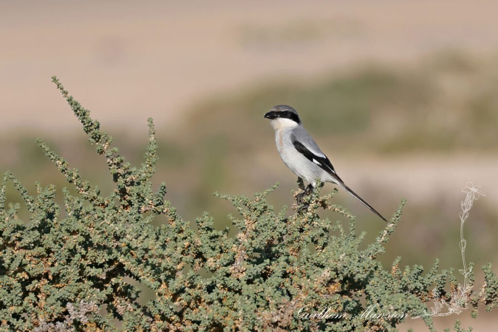 Lanius meridionalis - Pie-grièche méridionale [Laniidae]