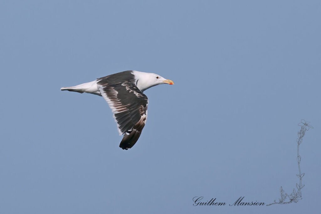 Larus fuscus - Goéland brun [Laridae]