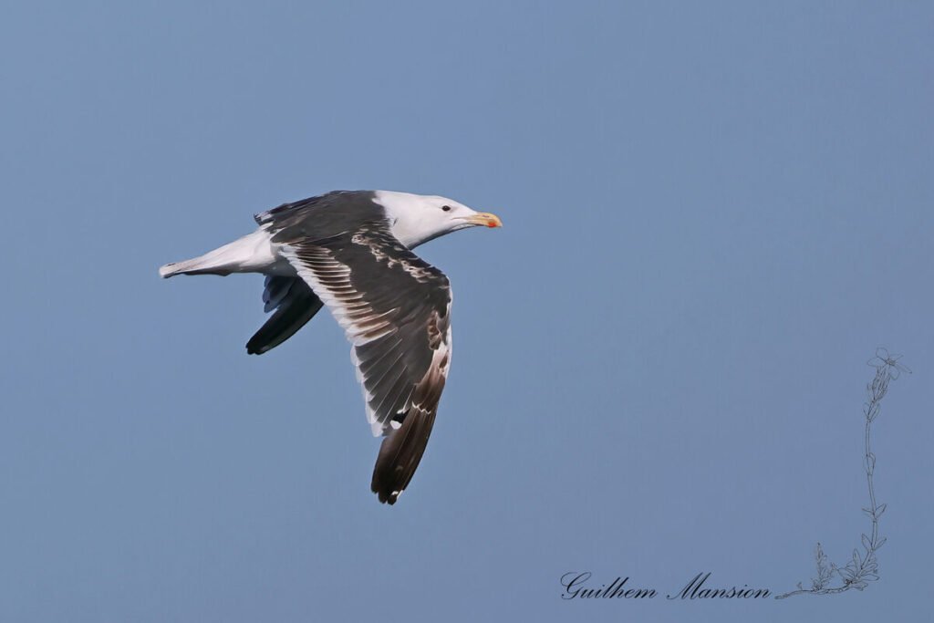 Larus fuscus - Goéland brun [Laridae]