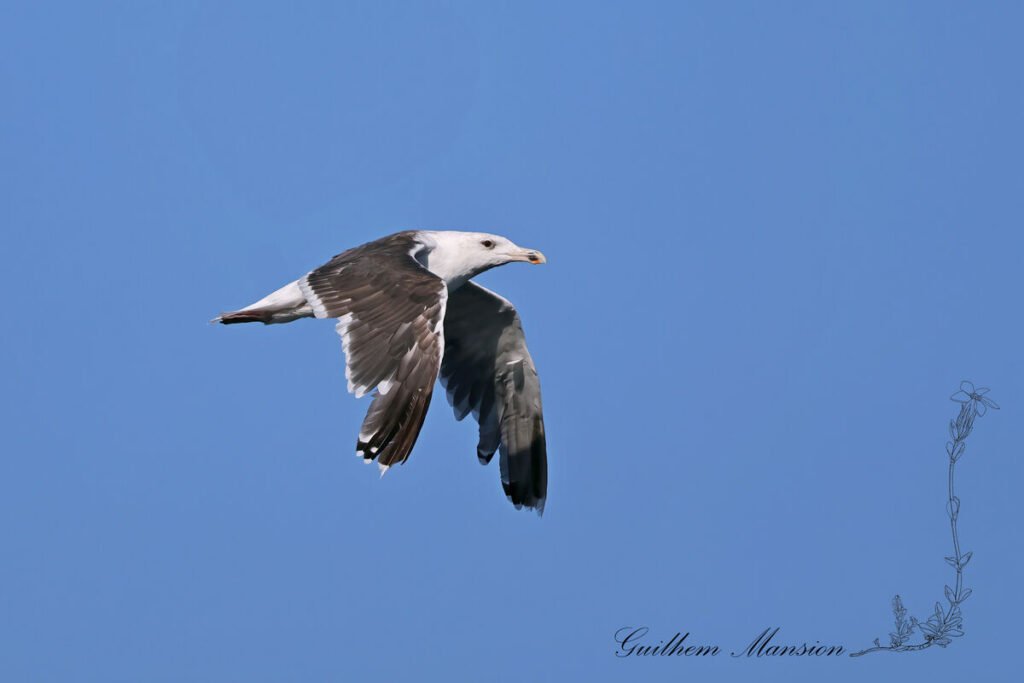 Larus fuscus - Goéland brun [Laridae]