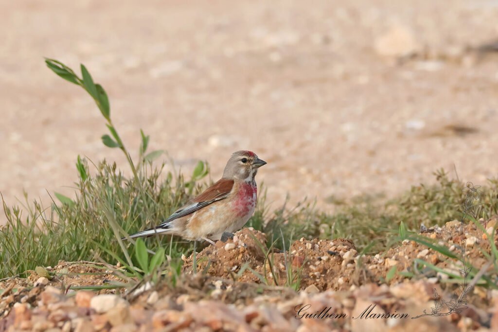 Linaria cannabina - Linotte mélodieuse [Fringillidae]