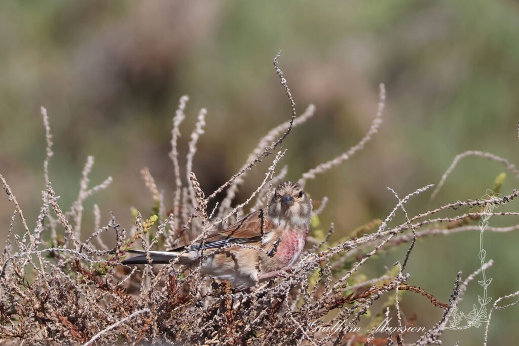 Linaria cannabina - Linotte mélodieuse [Fringillidae]