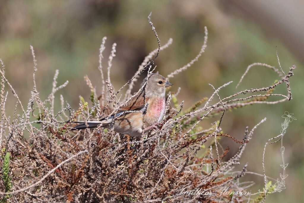 Linaria cannabina - Linotte mélodieuse [Fringillidae]