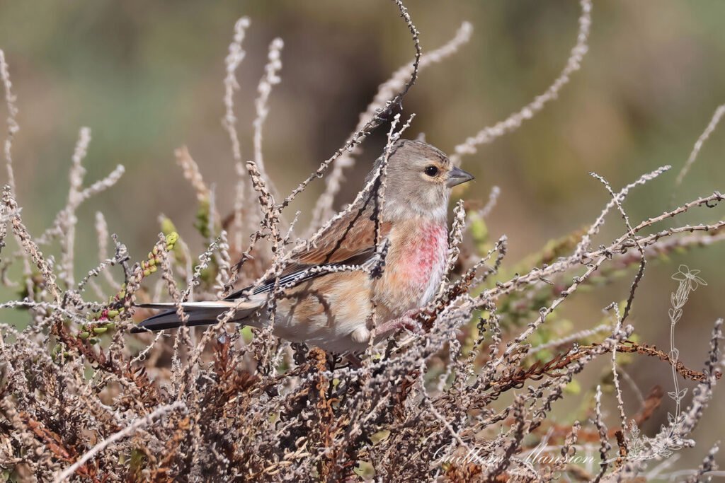 Linaria cannabina - Linotte mélodieuse [Fringillidae]
