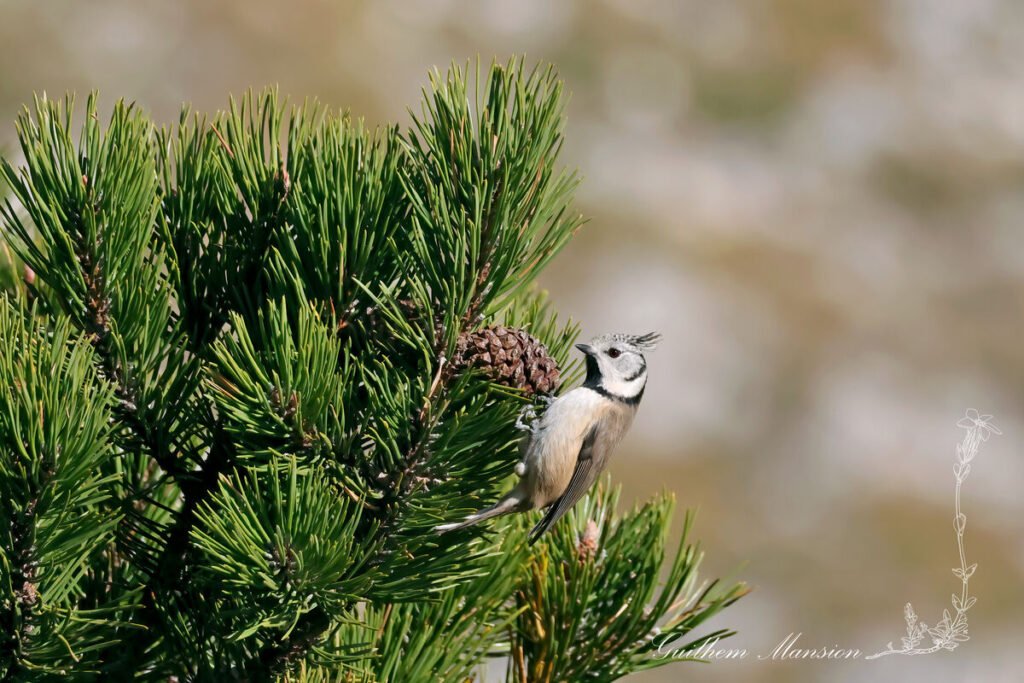 Lophophanes cristatus - Mésange huppée [Paridae]