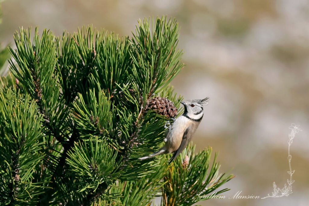 Lophophanes cristatus - Mésange huppée [Paridae]