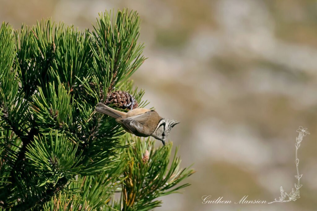Lophophanes cristatus - Mésange huppée [Paridae]