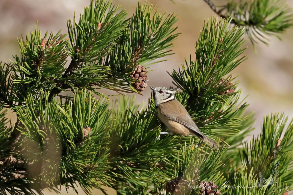 Lophophanes cristatus - Mésange huppée [Paridae]