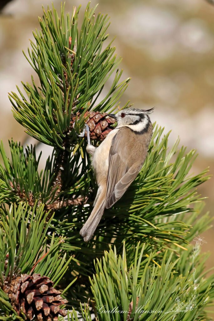 Lophophanes cristatus - Mésange huppée [Paridae]