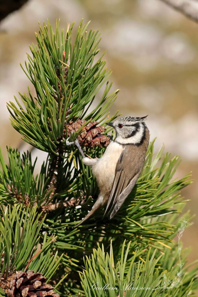 Lophophanes cristatus - Mésange huppée [Paridae]