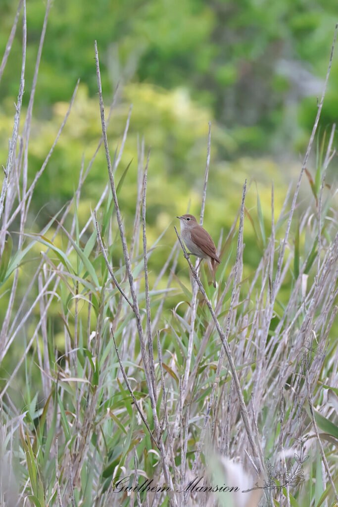 Luscinia megarhynchos - Rossignol philomèle [Muscicapidae]