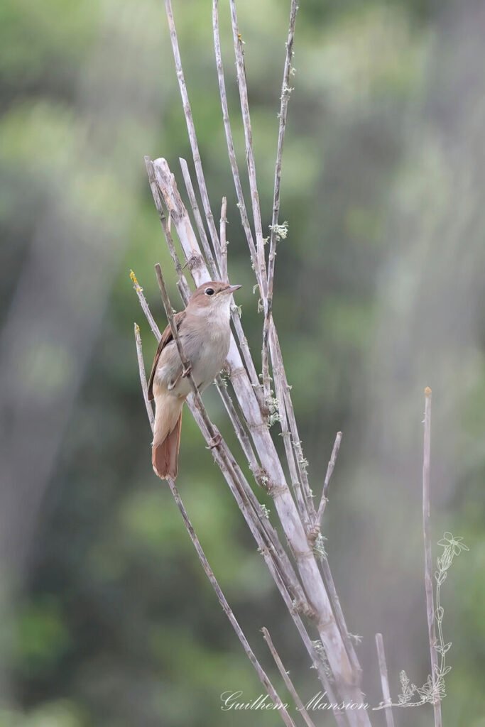 Luscinia megarhynchos - Rossignol philomèle [Muscicapidae]