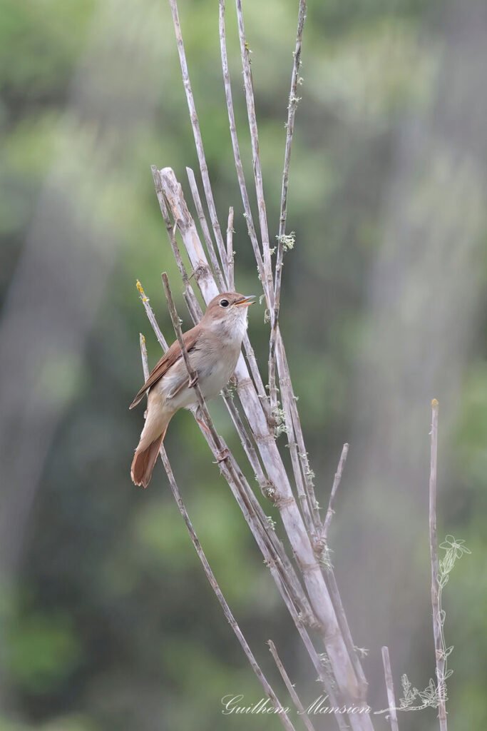 Luscinia megarhynchos - Rossignol philomèle [Muscicapidae]