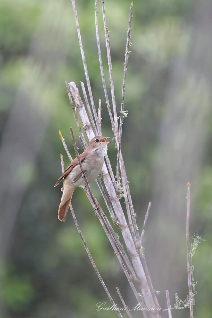 Luscinia megarhynchos - Rossignol philomèle [Muscicapidae]