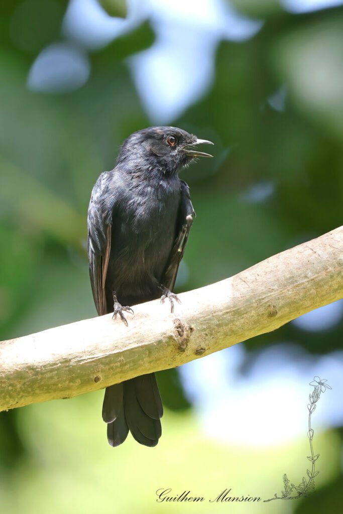 Melaenornis pammelaina - Gobemouche noir austral [Muscicapidae]