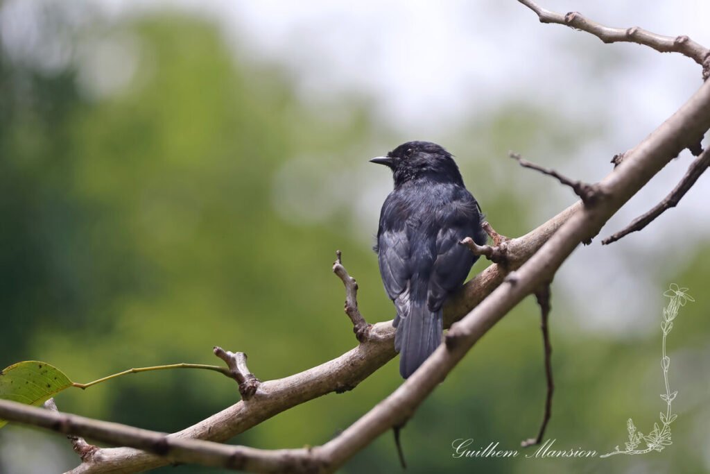 Melaenornis pammelaina - Gobemouche noir austral [Muscicapidae]
