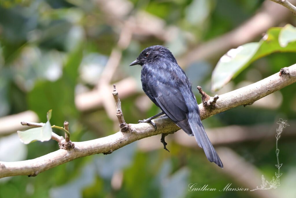 Melaenornis pammelaina - Gobemouche noir austral [Muscicapidae]