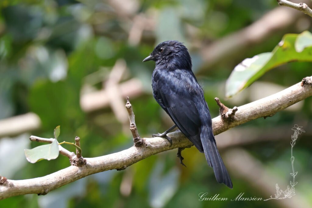 Melaenornis pammelaina - Gobemouche noir austral [Muscicapidae]