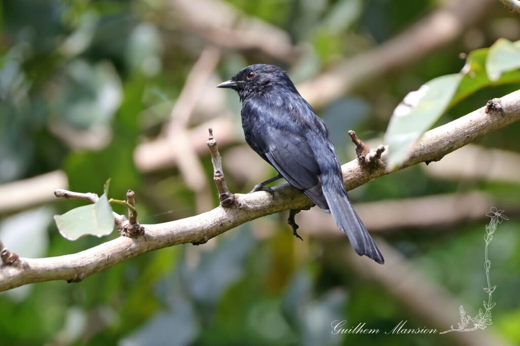 Melaenornis pammelaina - Gobemouche noir austral [Muscicapidae]