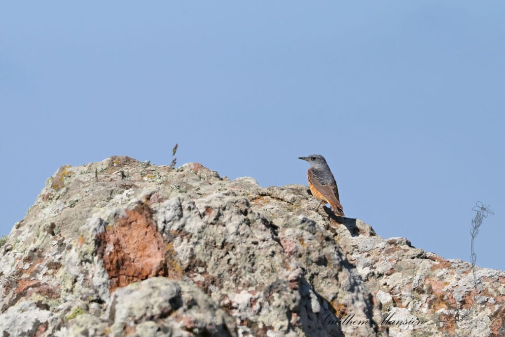 Monticola saxatilis - Monticole de roche [Muscicapidae]