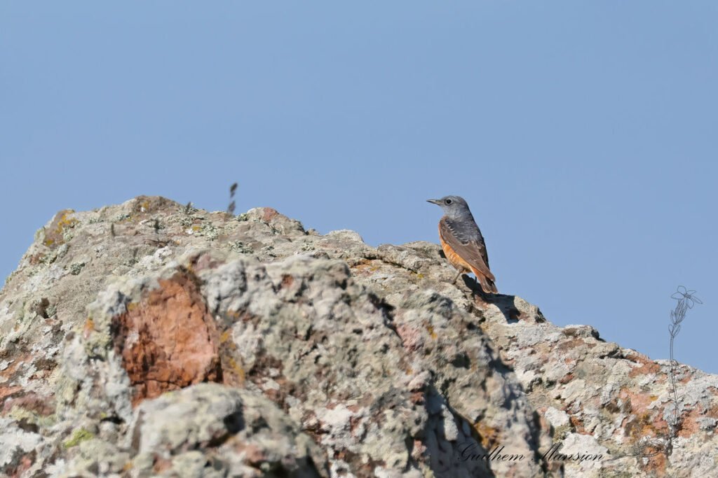 Monticola saxatilis - Monticole de roche [Muscicapidae]