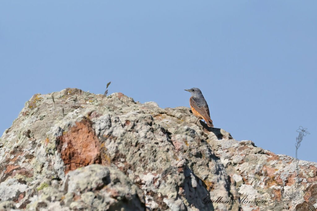 Monticola saxatilis - Monticole de roche [Muscicapidae]