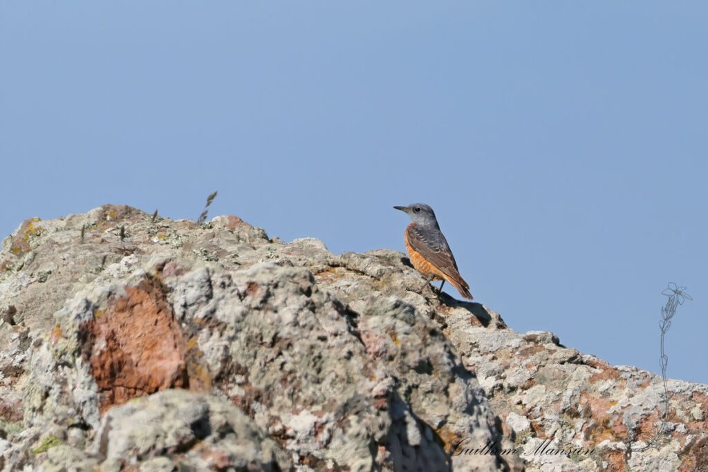 Monticola saxatilis - Monticole de roche [Muscicapidae]