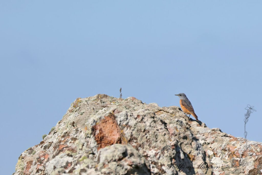 Monticola saxatilis - Monticole de roche [Muscicapidae]