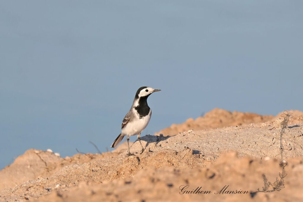 Motacilla alba - Bergeronnette grise [Motacillidae]