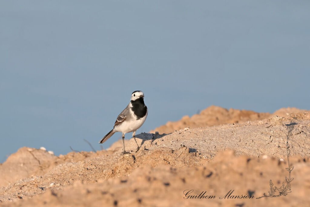 Motacilla alba - Bergeronnette grise [Motacillidae]