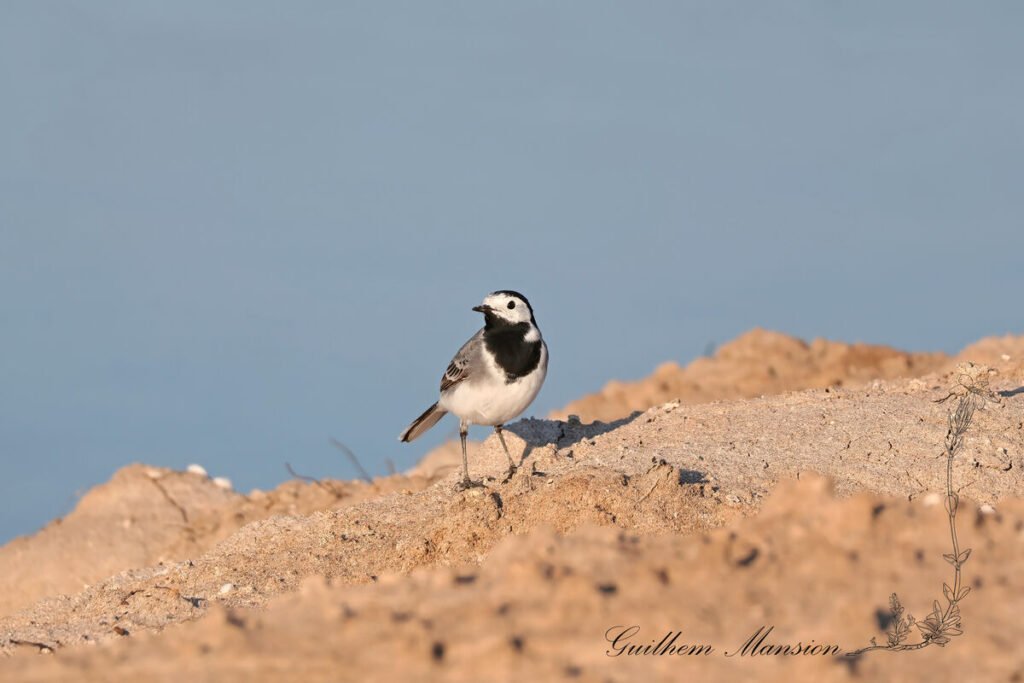 Motacilla alba - Bergeronnette grise [Motacillidae]
