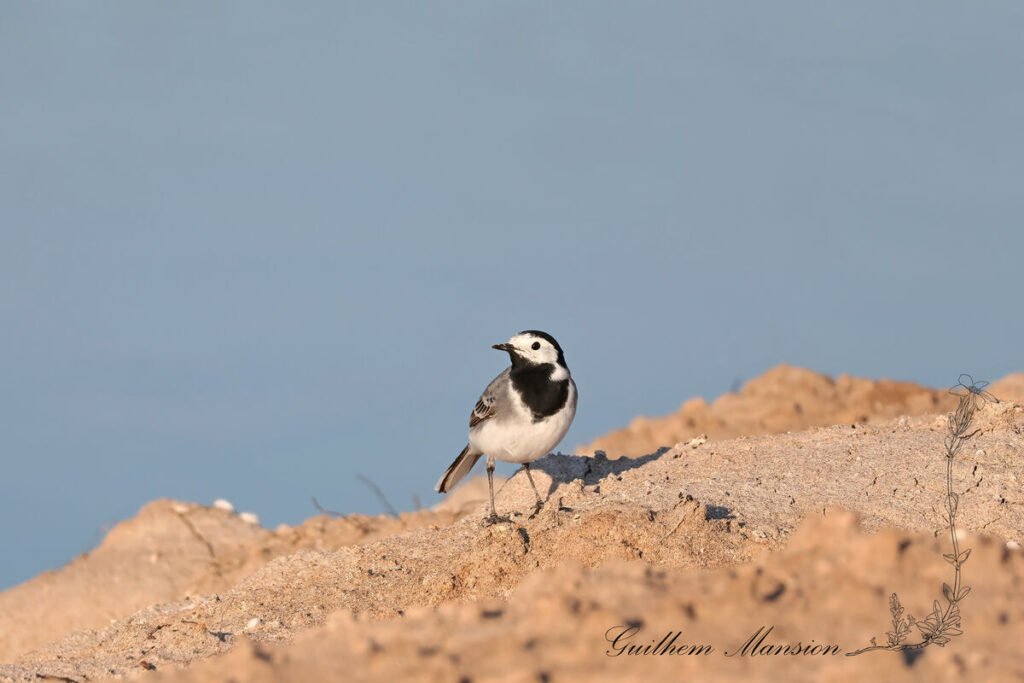 Motacilla alba - Bergeronnette grise [Motacillidae]