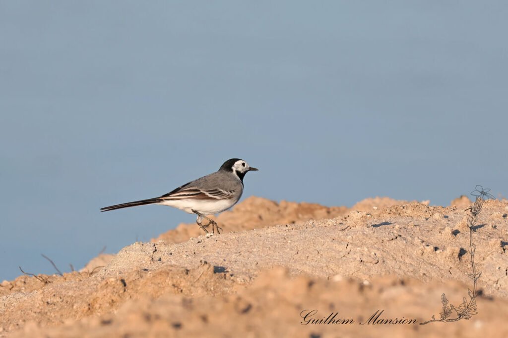 Motacilla alba - Bergeronnette grise [Motacillidae]