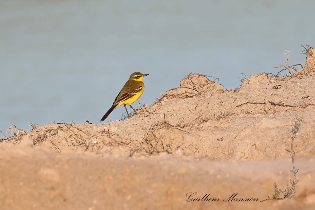 Motacilla flava - Bergeronnette printaniere [Motacillidae]