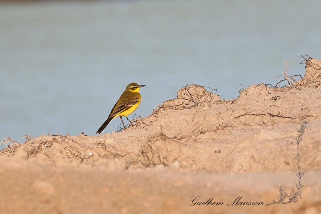 Motacilla flava - Bergeronnette printaniere [Motacillidae]