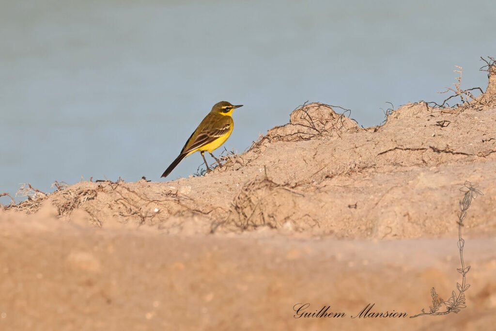 Motacilla flava - Bergeronnette printaniere [Motacillidae]