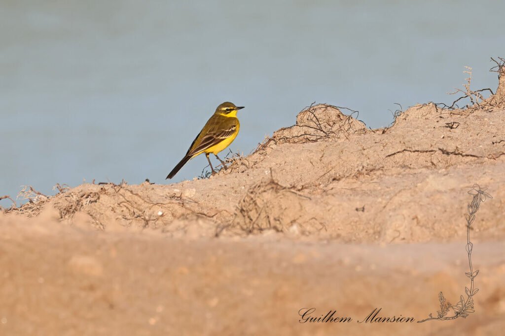 Motacilla flava - Bergeronnette printaniere [Motacillidae]