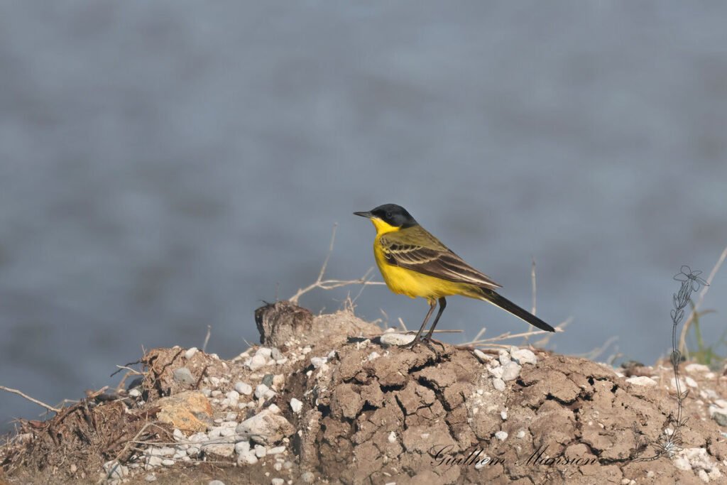Motacilla flava - Bergeronnette printaniere [Motacillidae]