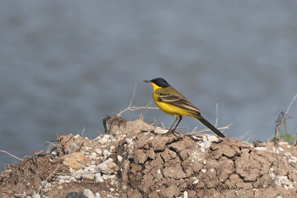 Motacilla flava - Bergeronnette printaniere [Motacillidae]