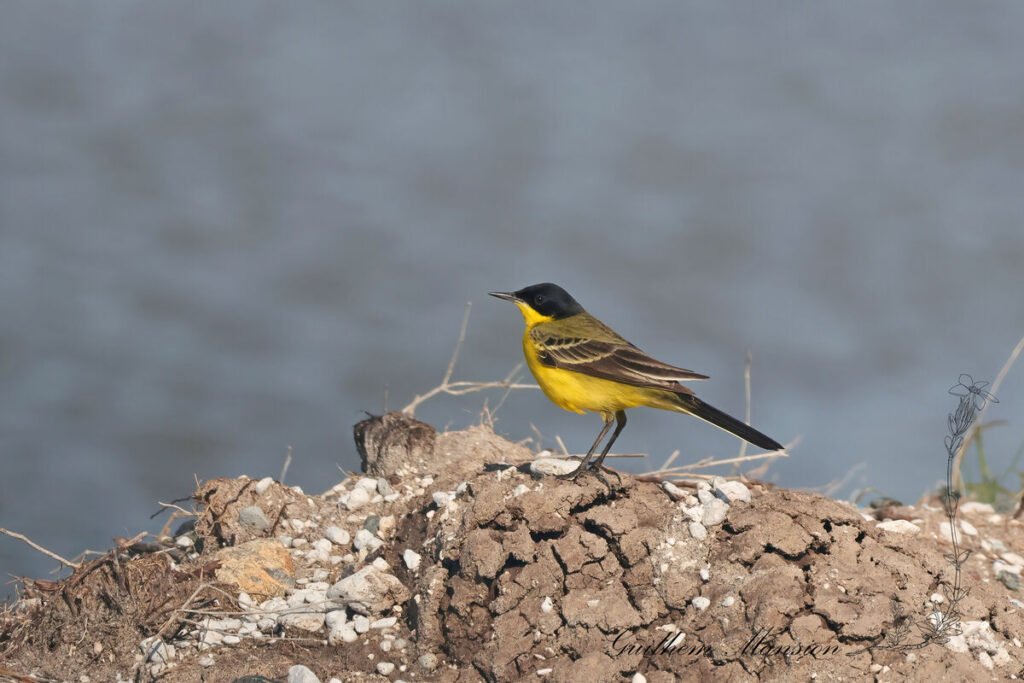 Motacilla flava - Bergeronnette printaniere [Motacillidae]