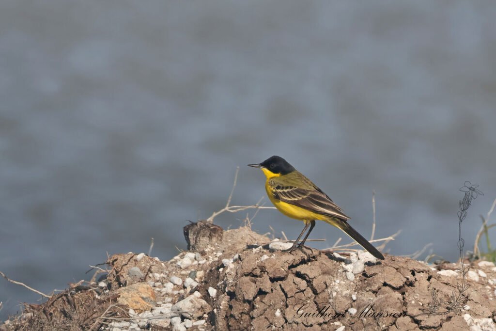 Motacilla flava - Bergeronnette printaniere [Motacillidae]