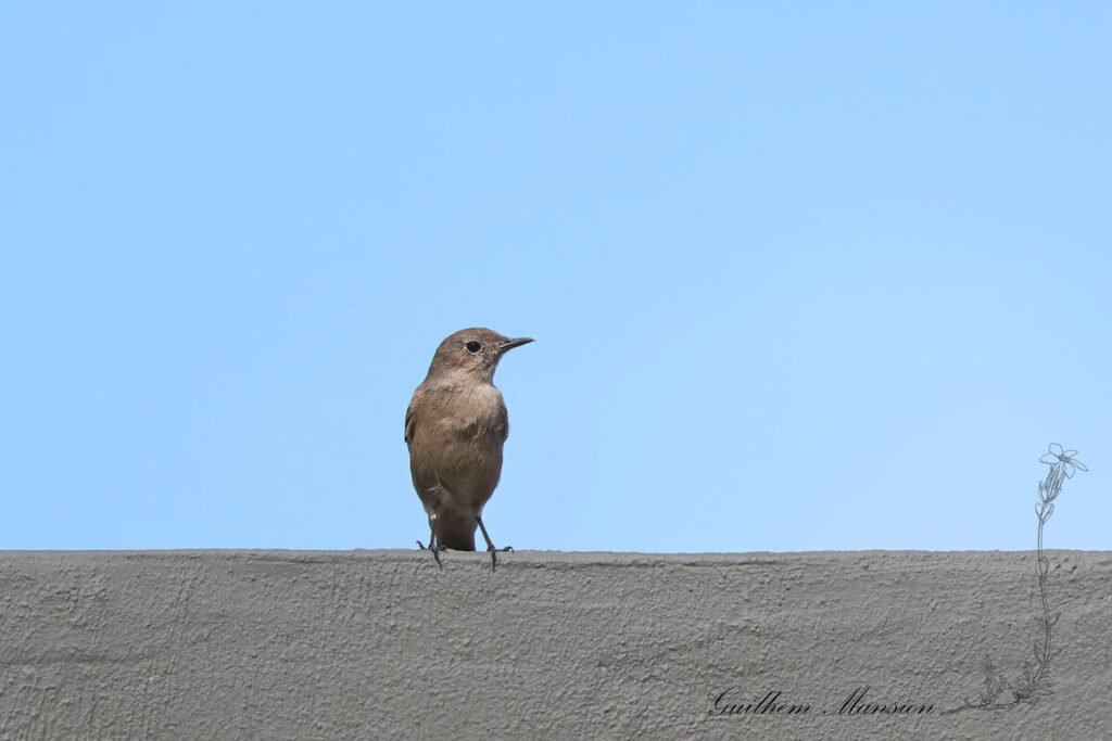 Oenanthe familiaris - Traquet familier [Muscicapidae]